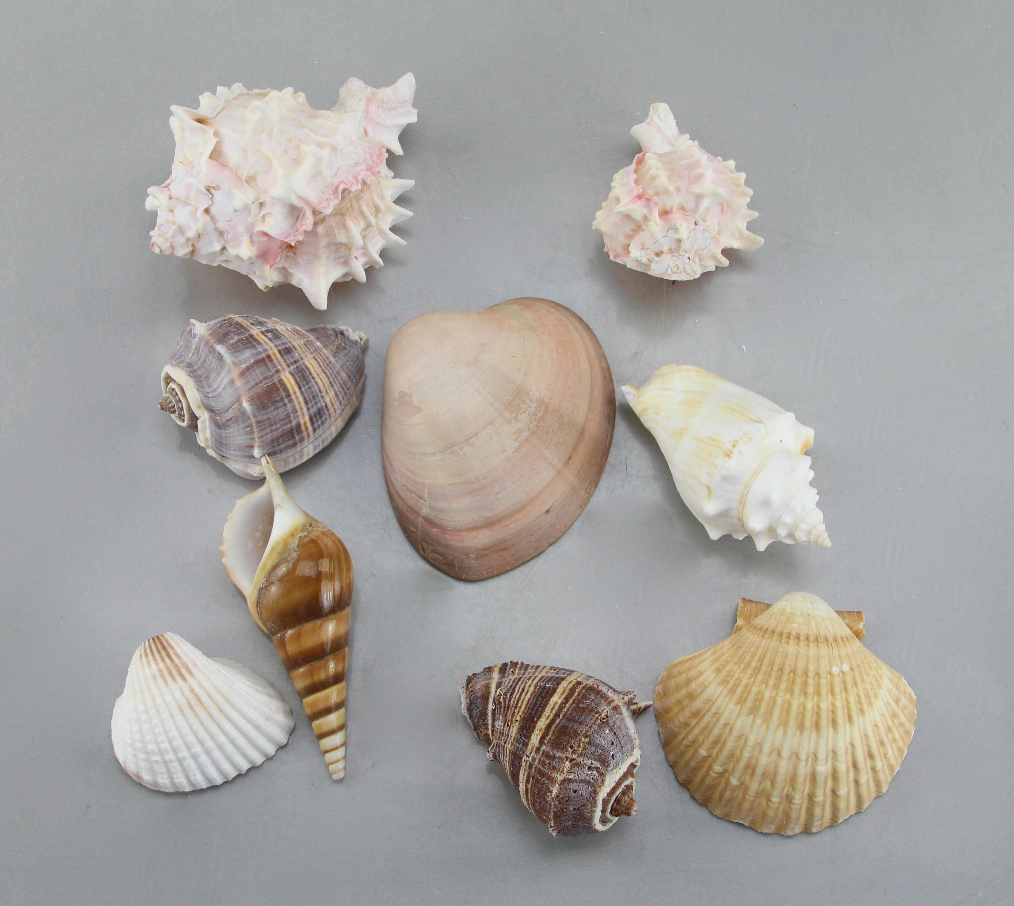 Seashell Collection in Green Wicker Basket