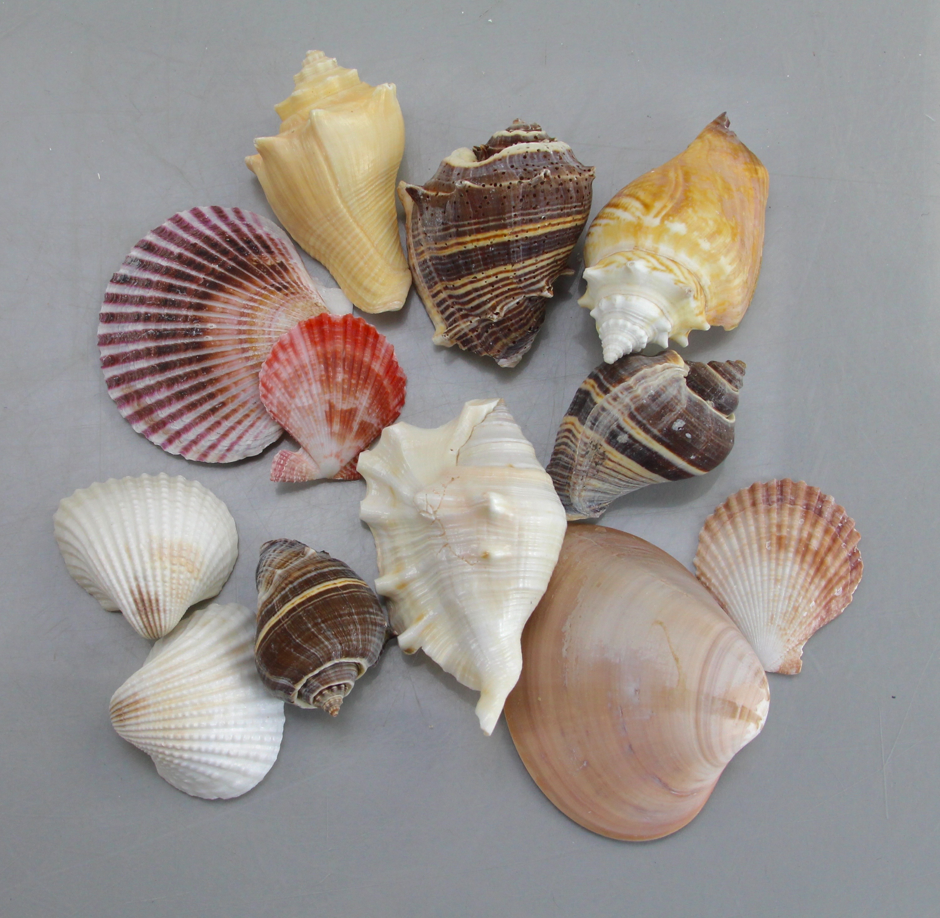 Seashell Collection in Green Wicker Basket