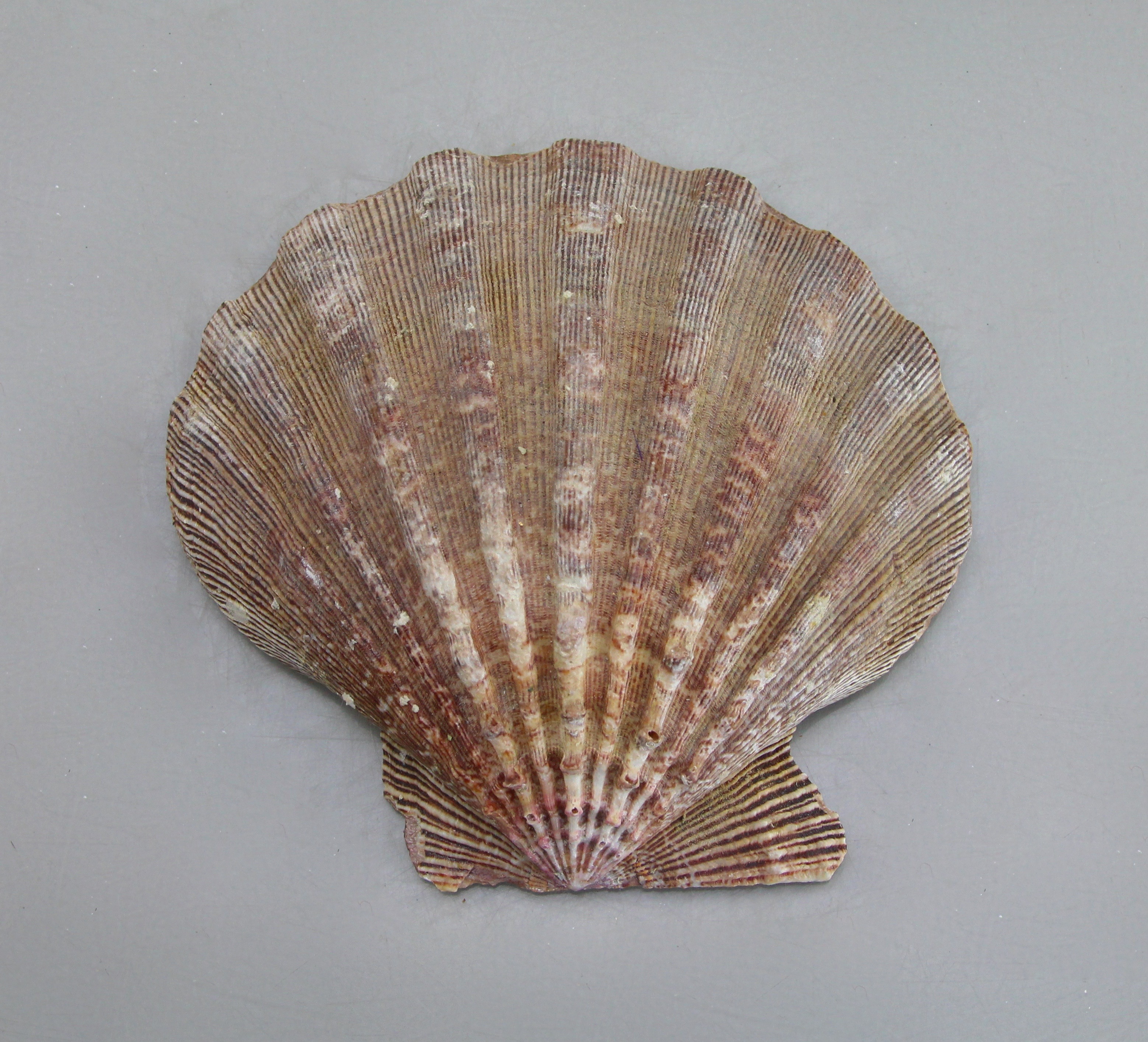 Seashell Collection in Green Wicker Basket