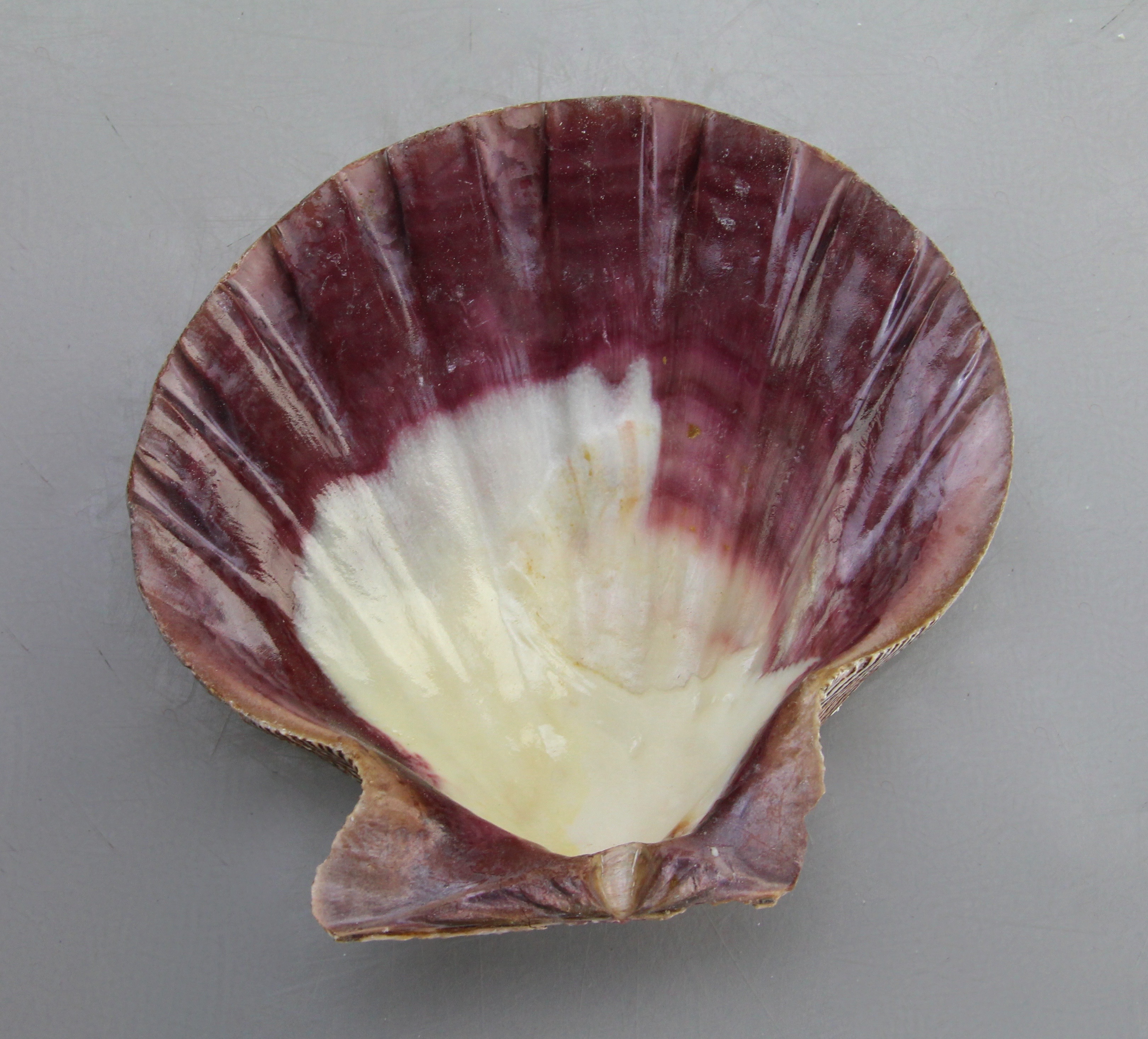 Seashell Collection in Green Wicker Basket