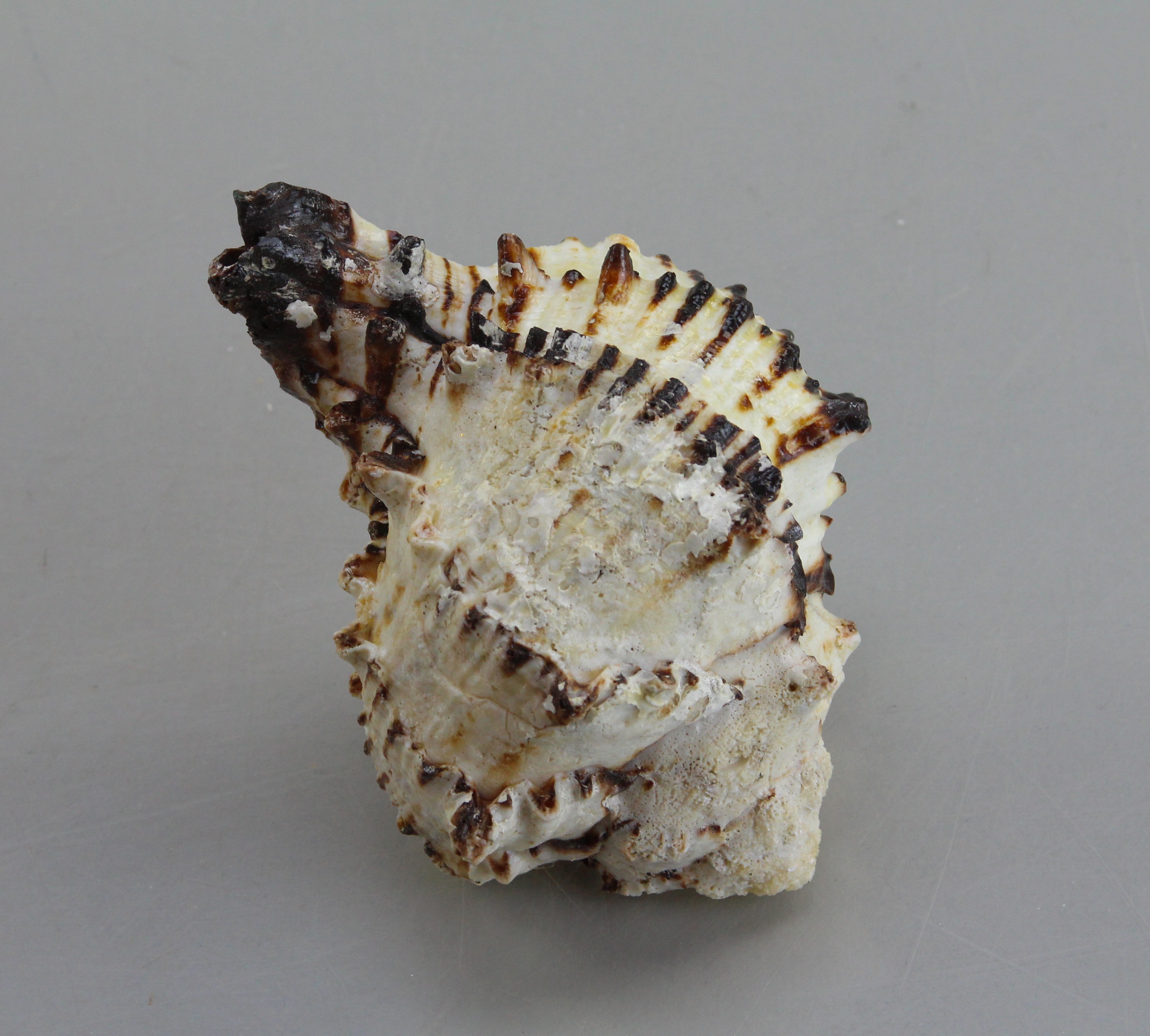 Seashell Collection in Green Wicker Basket