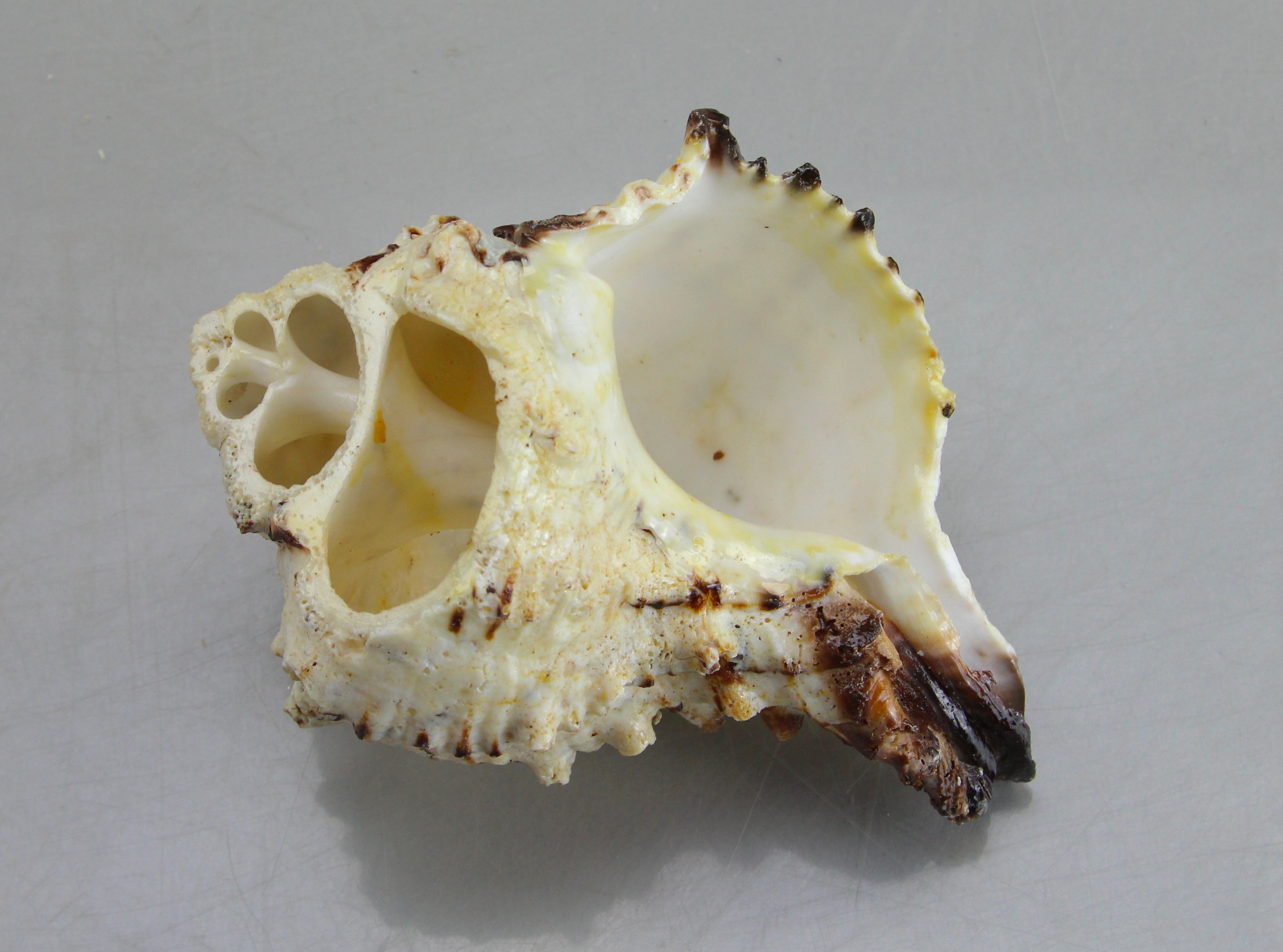 Seashell Collection in Green Wicker Basket