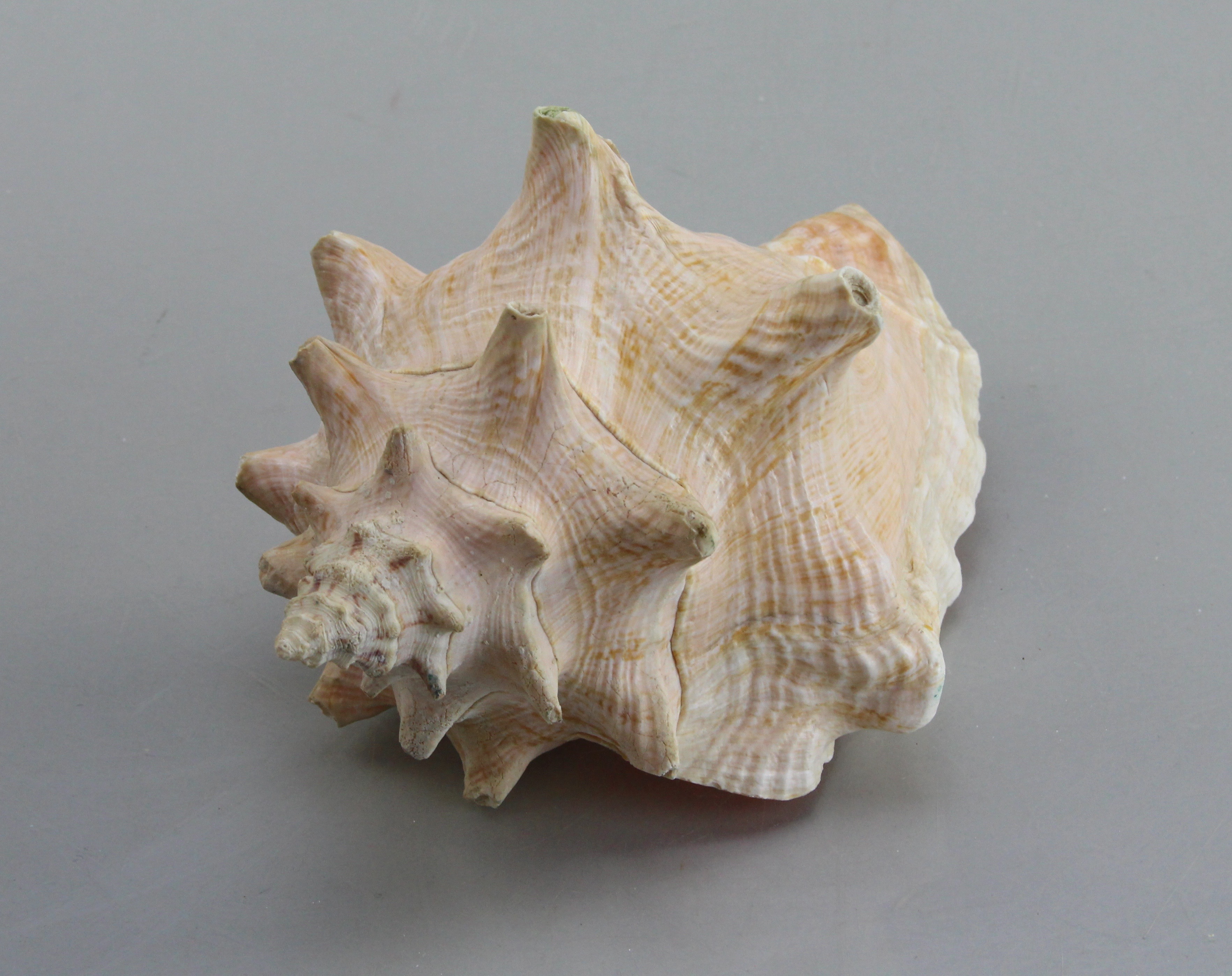 Seashell Collection in Green Wicker Basket