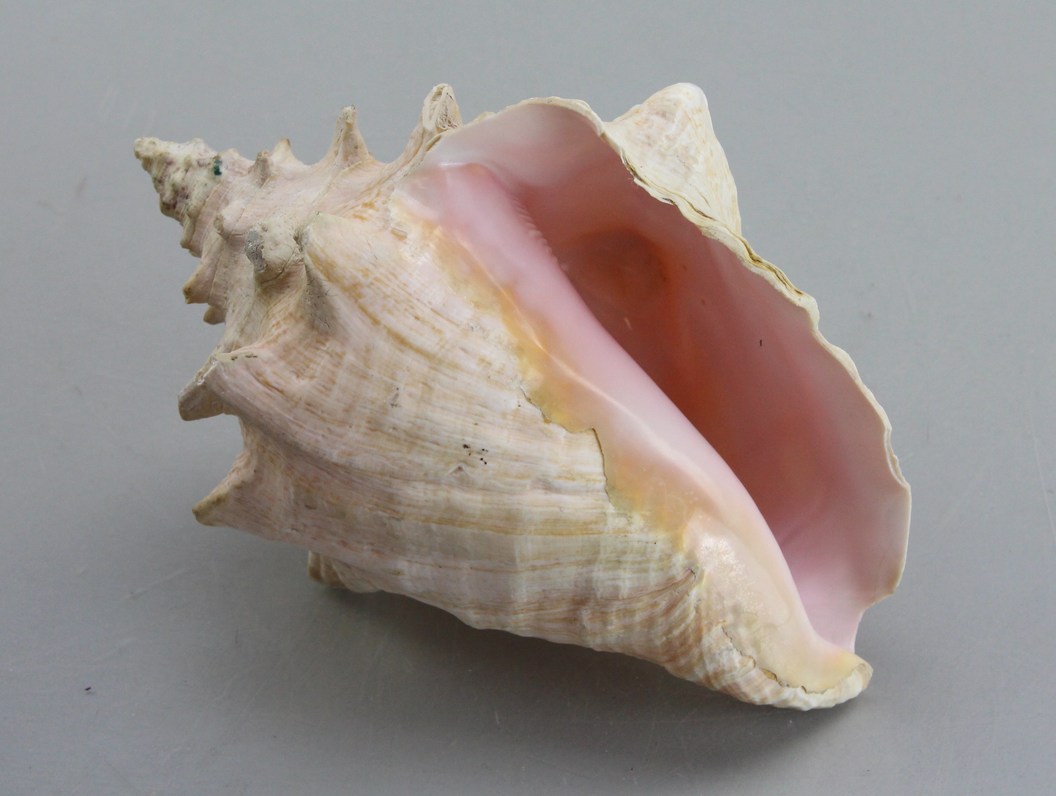 Seashell Collection in Green Wicker Basket