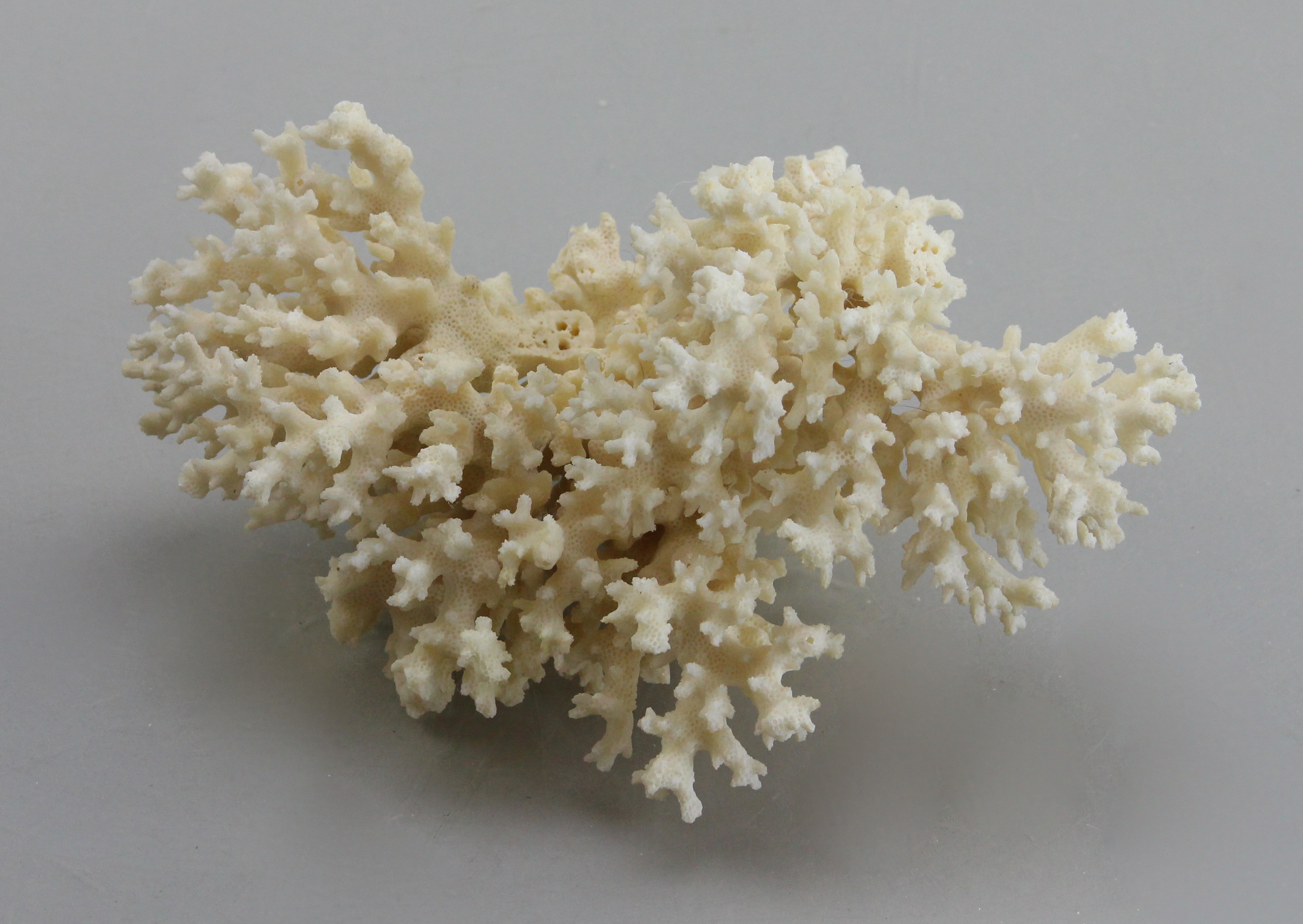 Seashell Collection in Green Wicker Basket