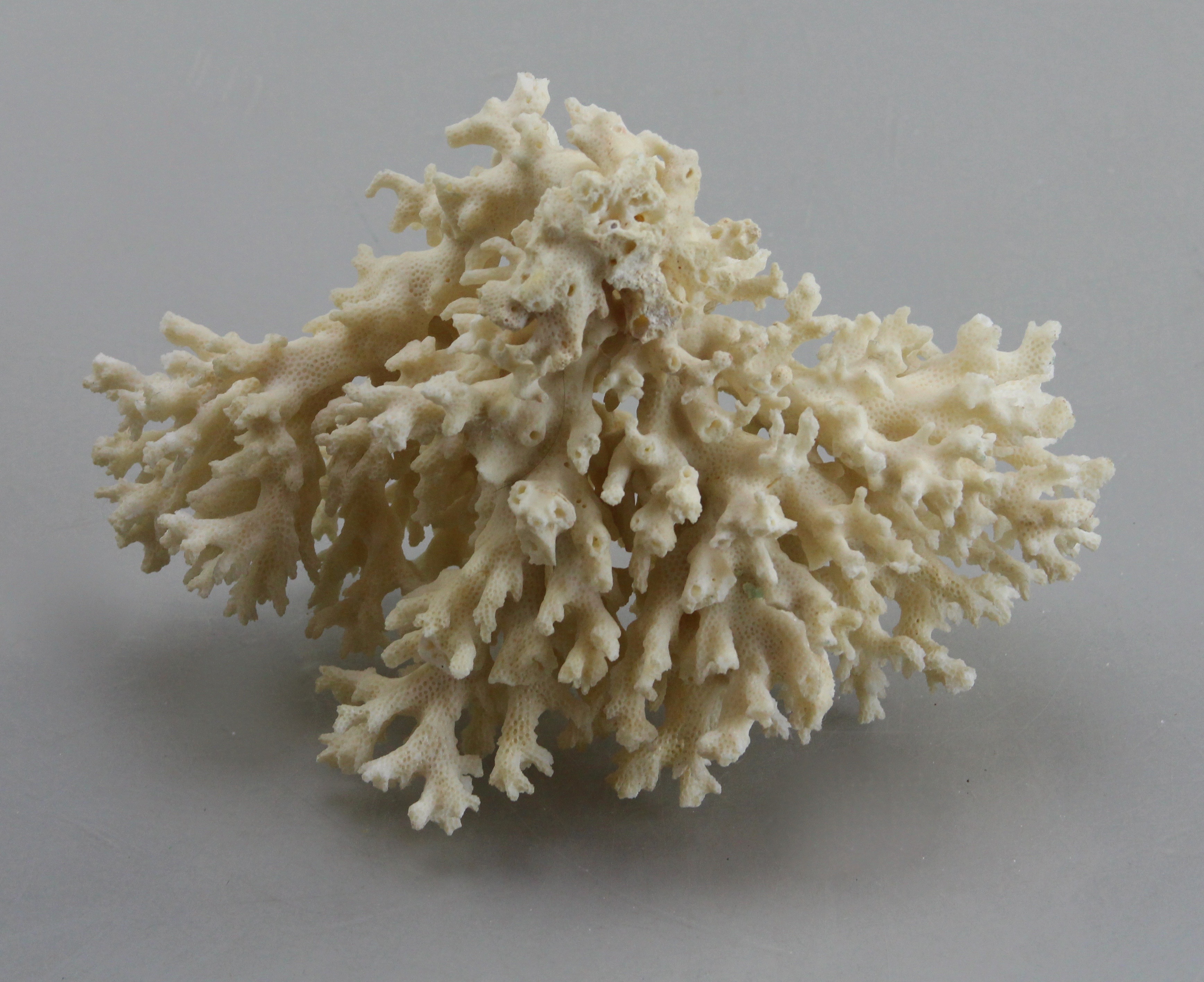 Seashell Collection in Green Wicker Basket