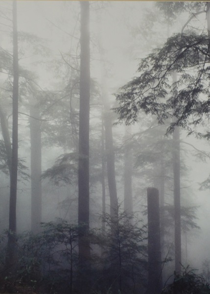 Sara Stegemoller Black and White Photograph- Hemlock Mist