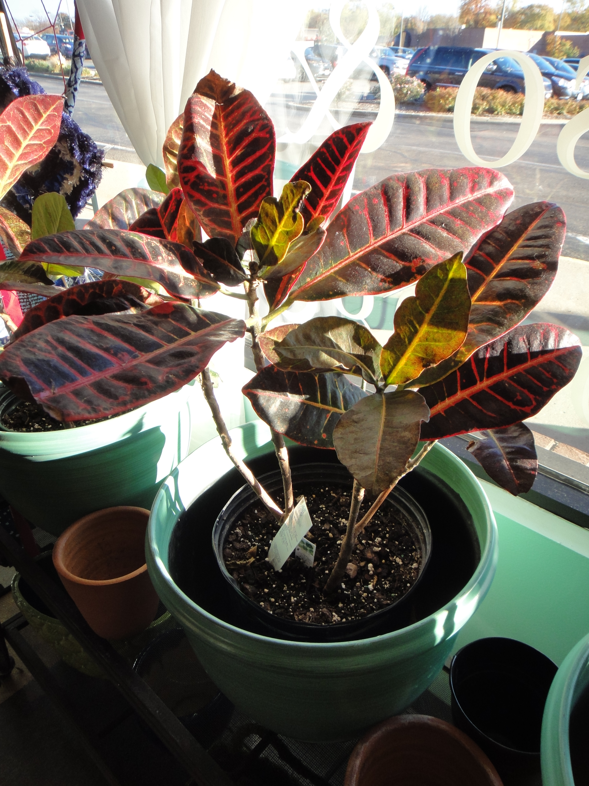 Antique Look Clothing Rack With Live Plants, God's Eye and More