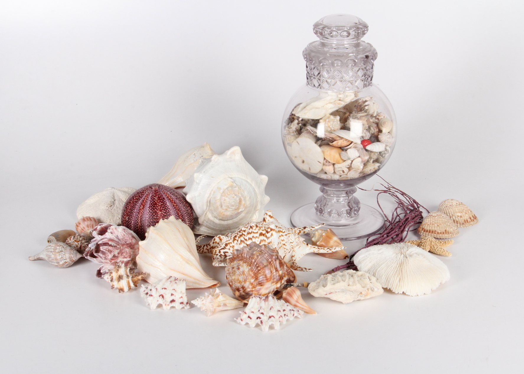 Seashell Collection