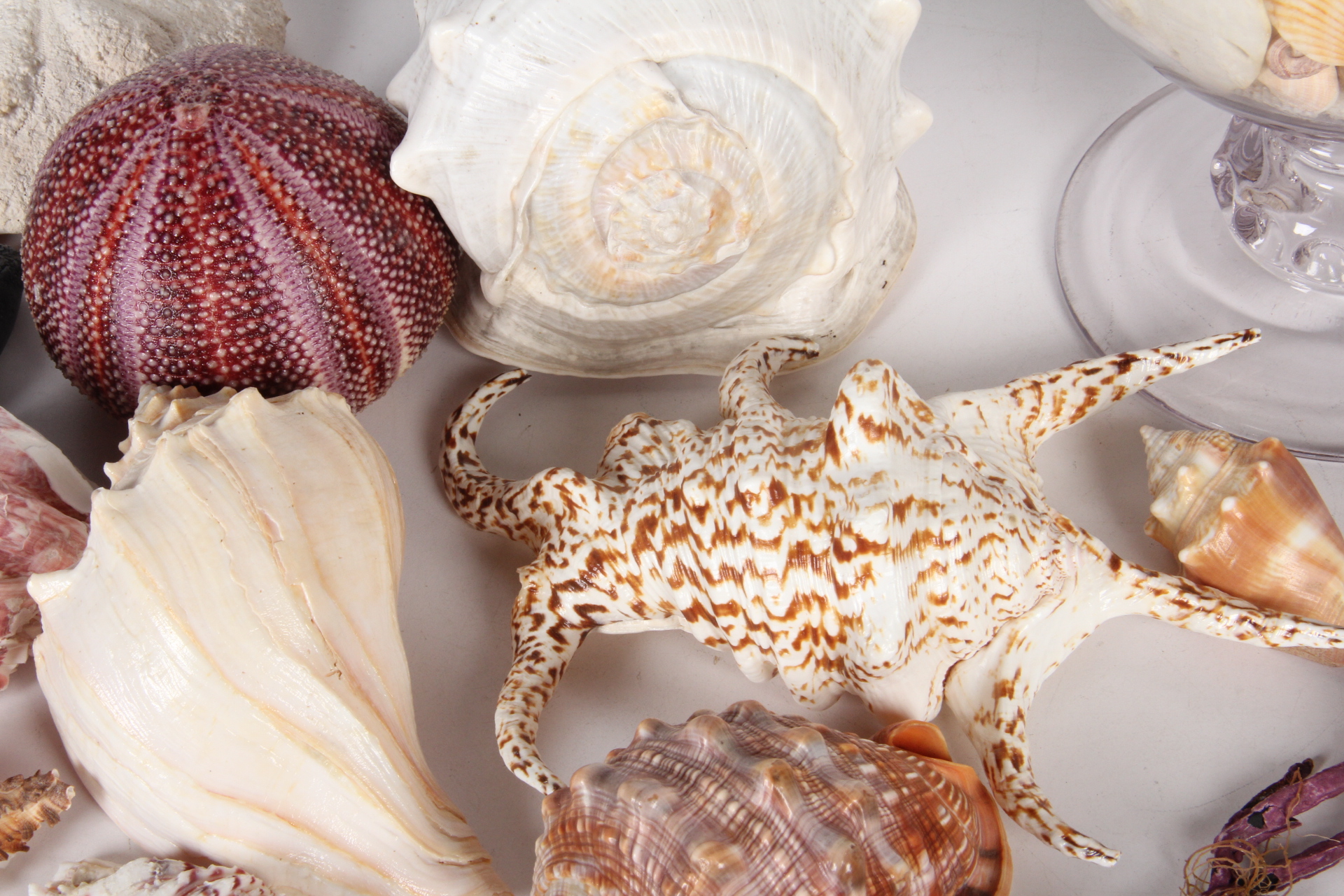 Seashell Collection