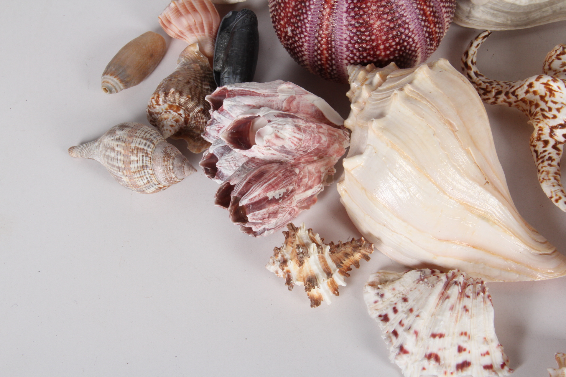 Seashell Collection