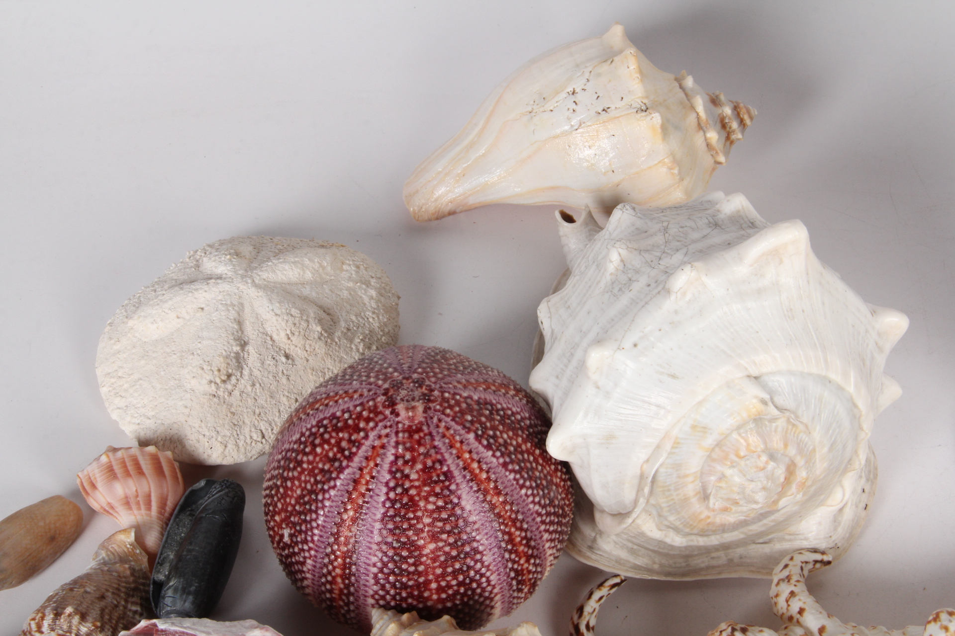 Seashell Collection