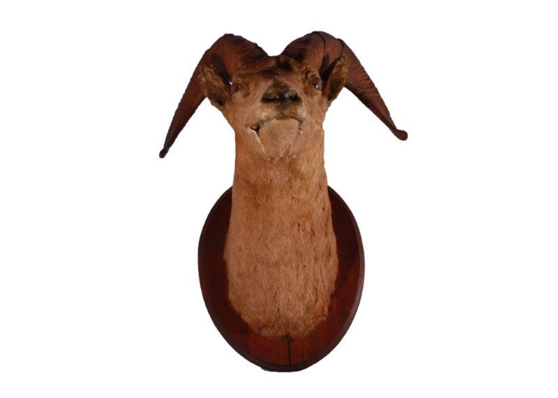 Taxidermy Ram Head Mount