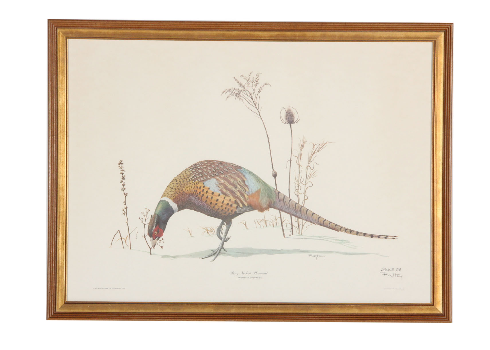 Ray Harm Pheasant Offset Lithograph