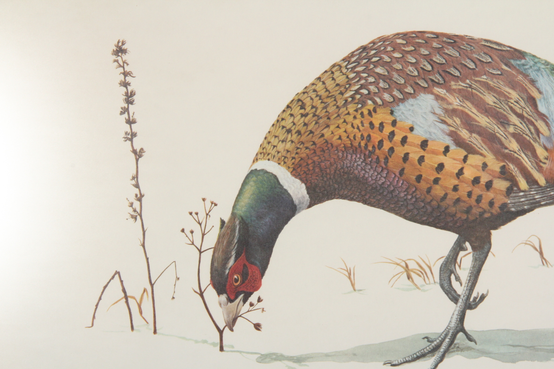 Ray Harm Pheasant Offset Lithograph