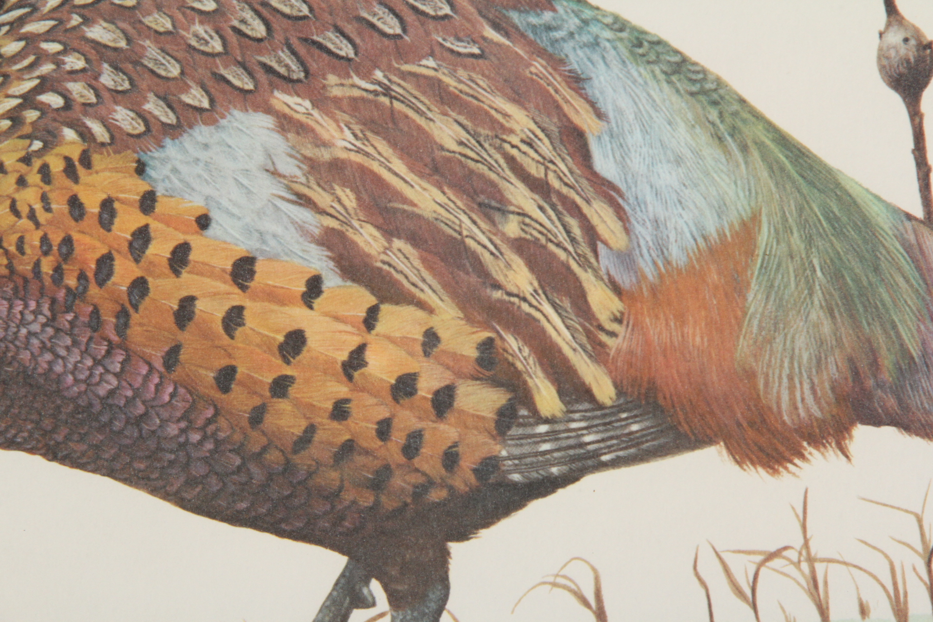 Ray Harm Pheasant Offset Lithograph