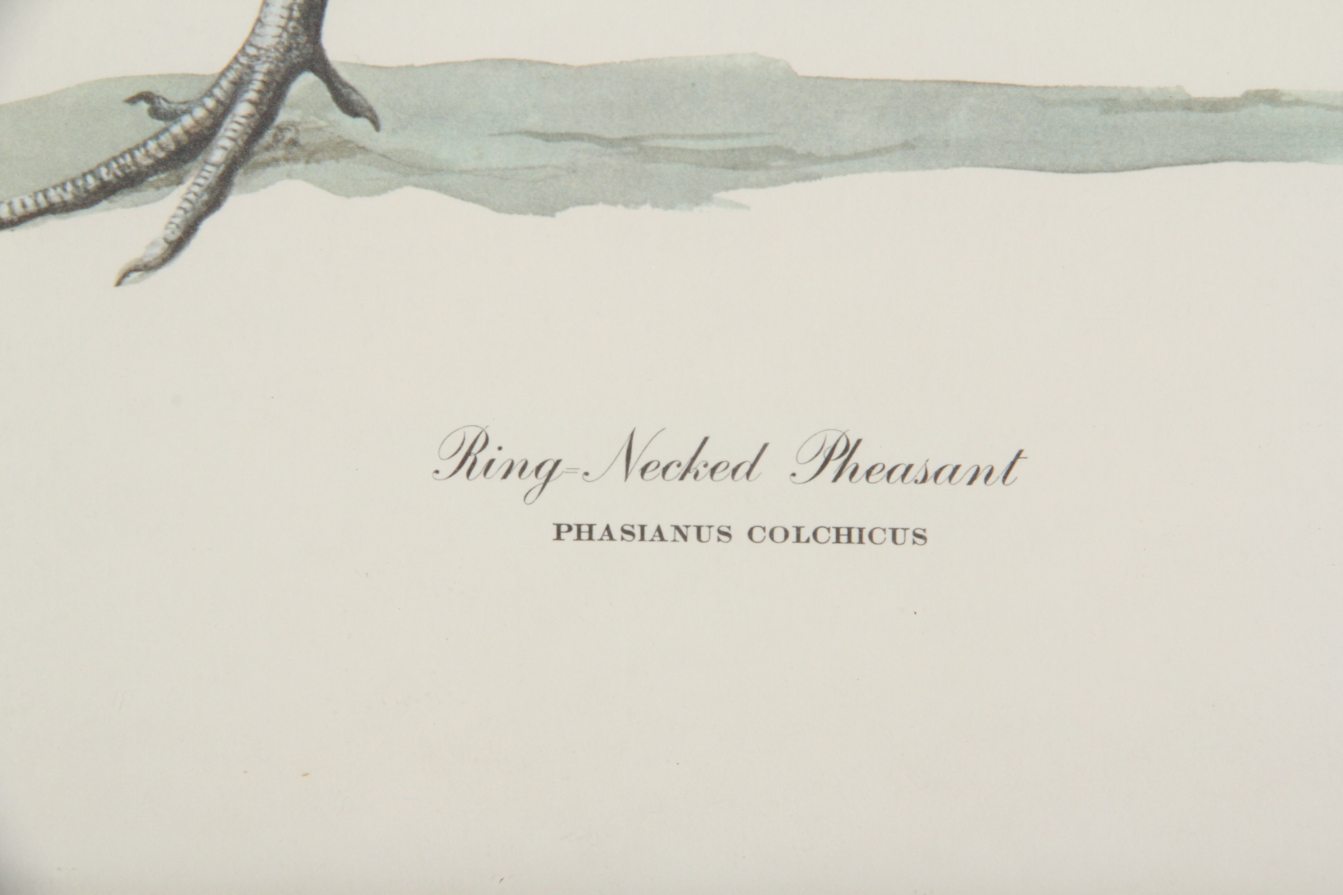 Ray Harm Pheasant Offset Lithograph