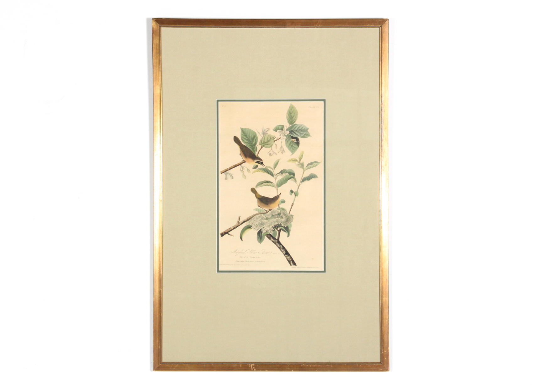 Hand Colored Engraving After John J. Audobon