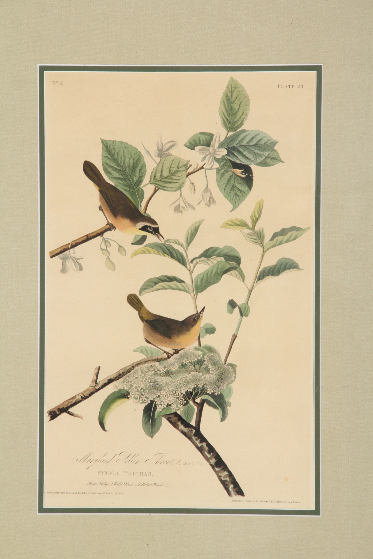 Hand Colored Engraving After John J. Audobon