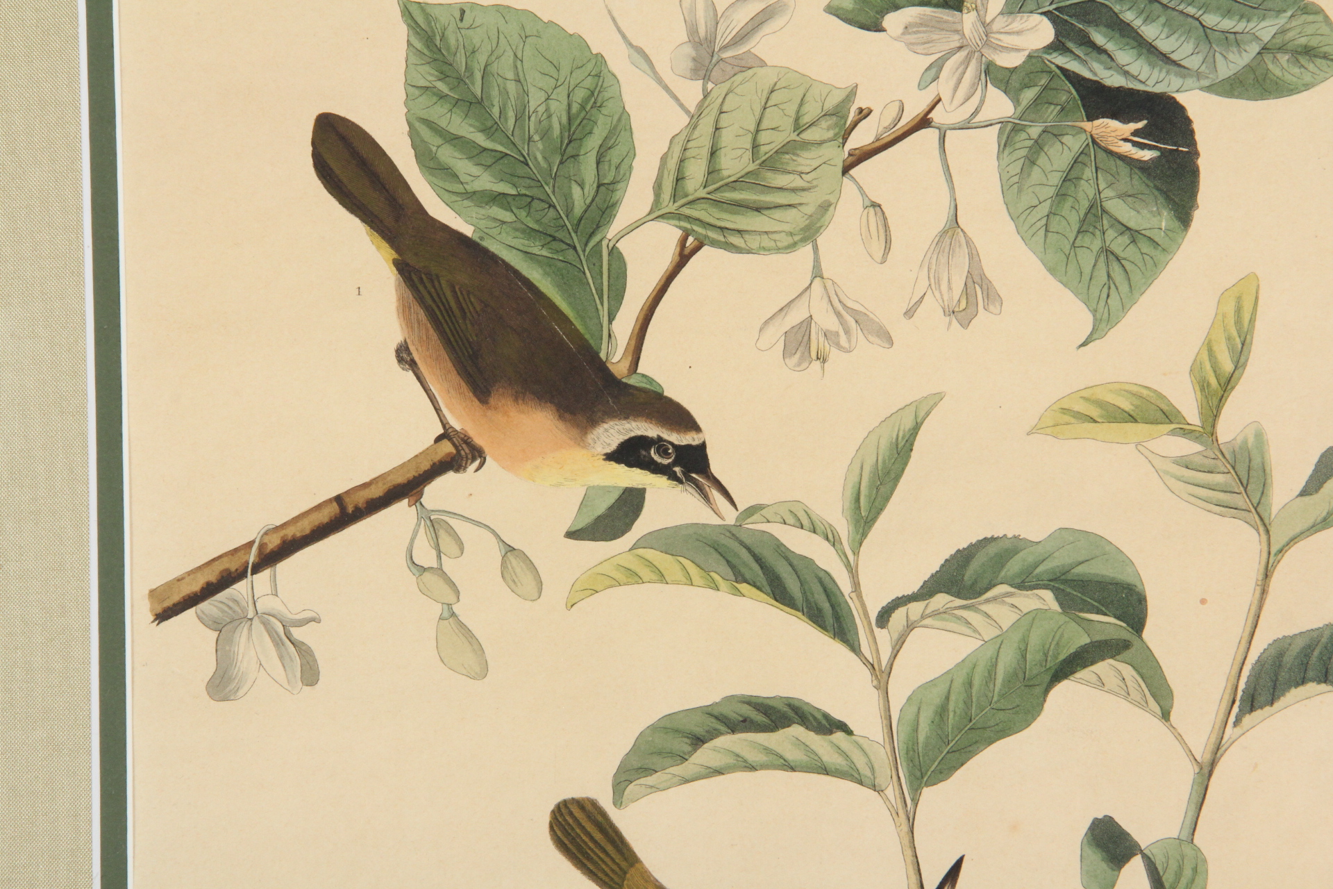 Hand Colored Engraving After John J. Audobon