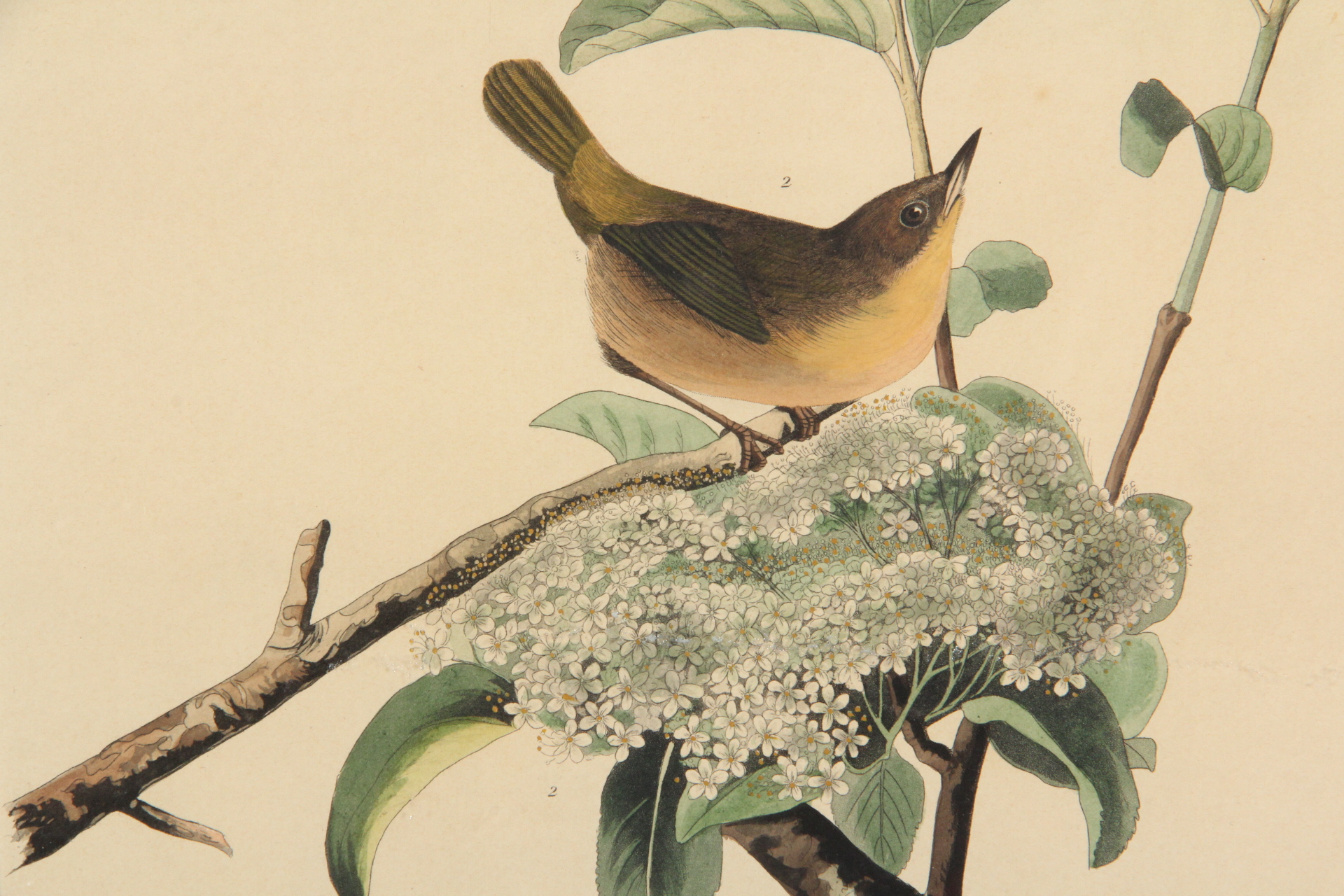 Hand Colored Engraving After John J. Audobon