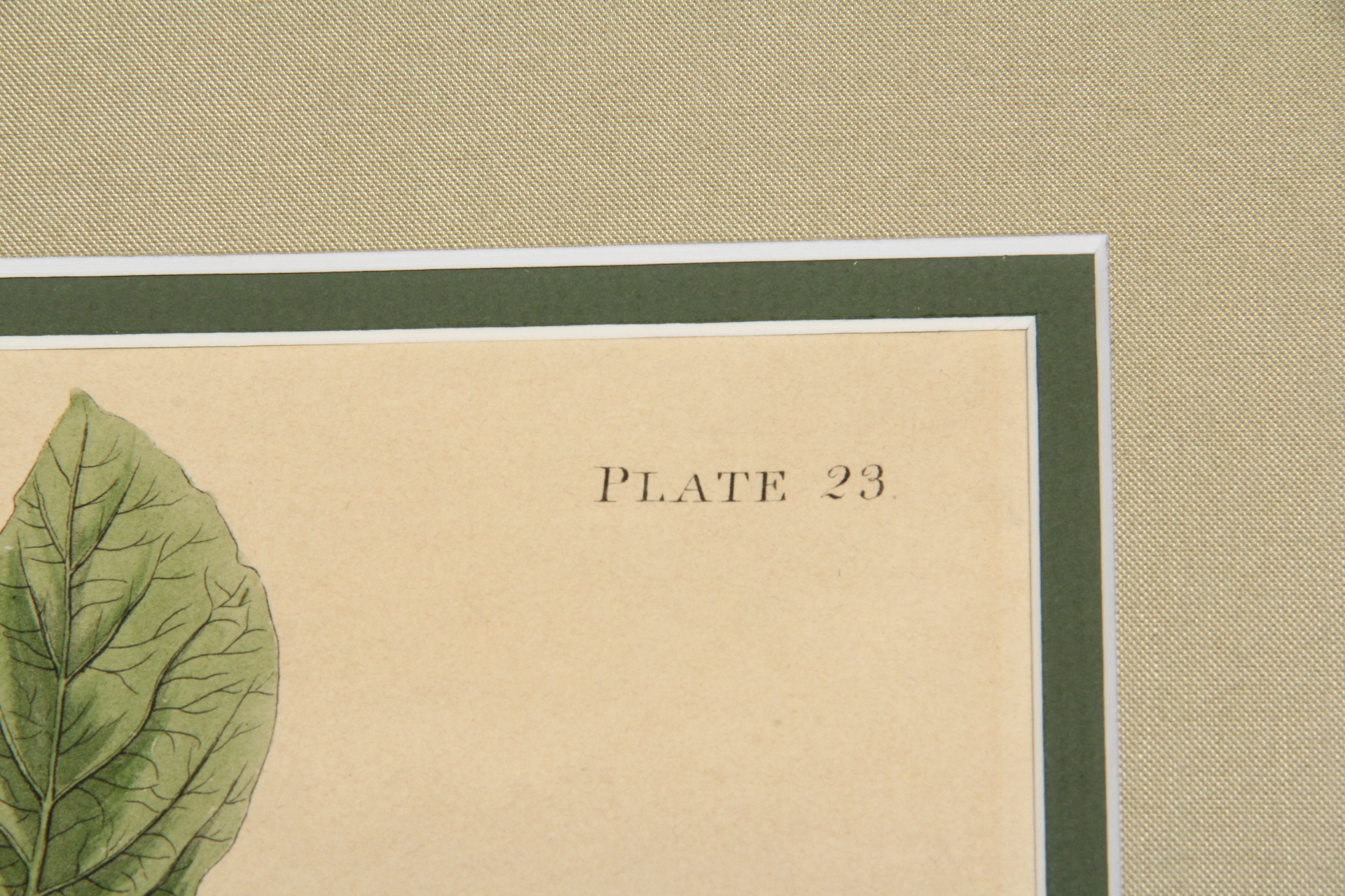 Hand Colored Engraving After John J. Audobon