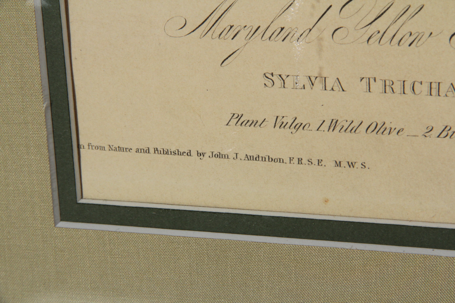 Hand Colored Engraving After John J. Audobon