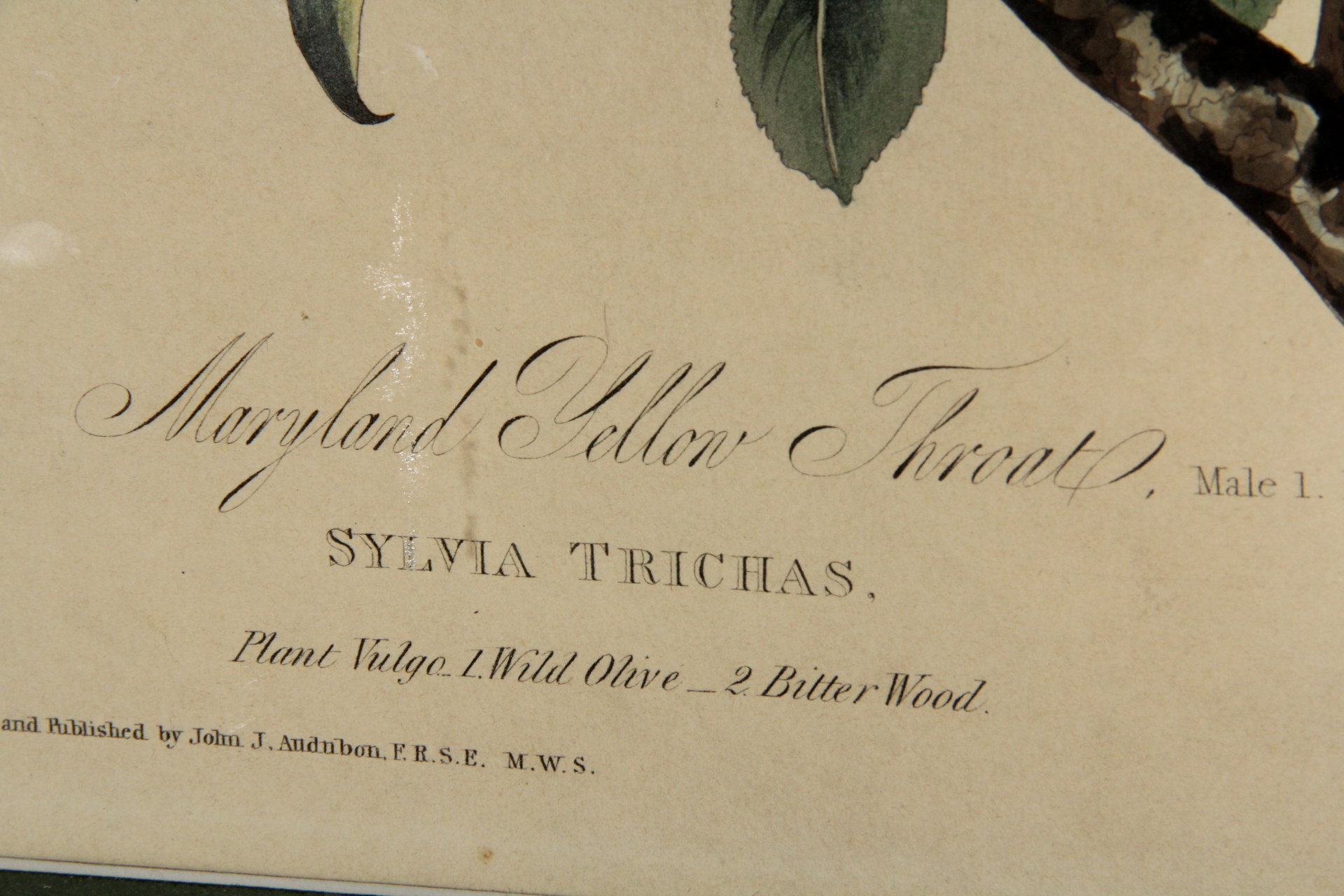 Hand Colored Engraving After John J. Audobon