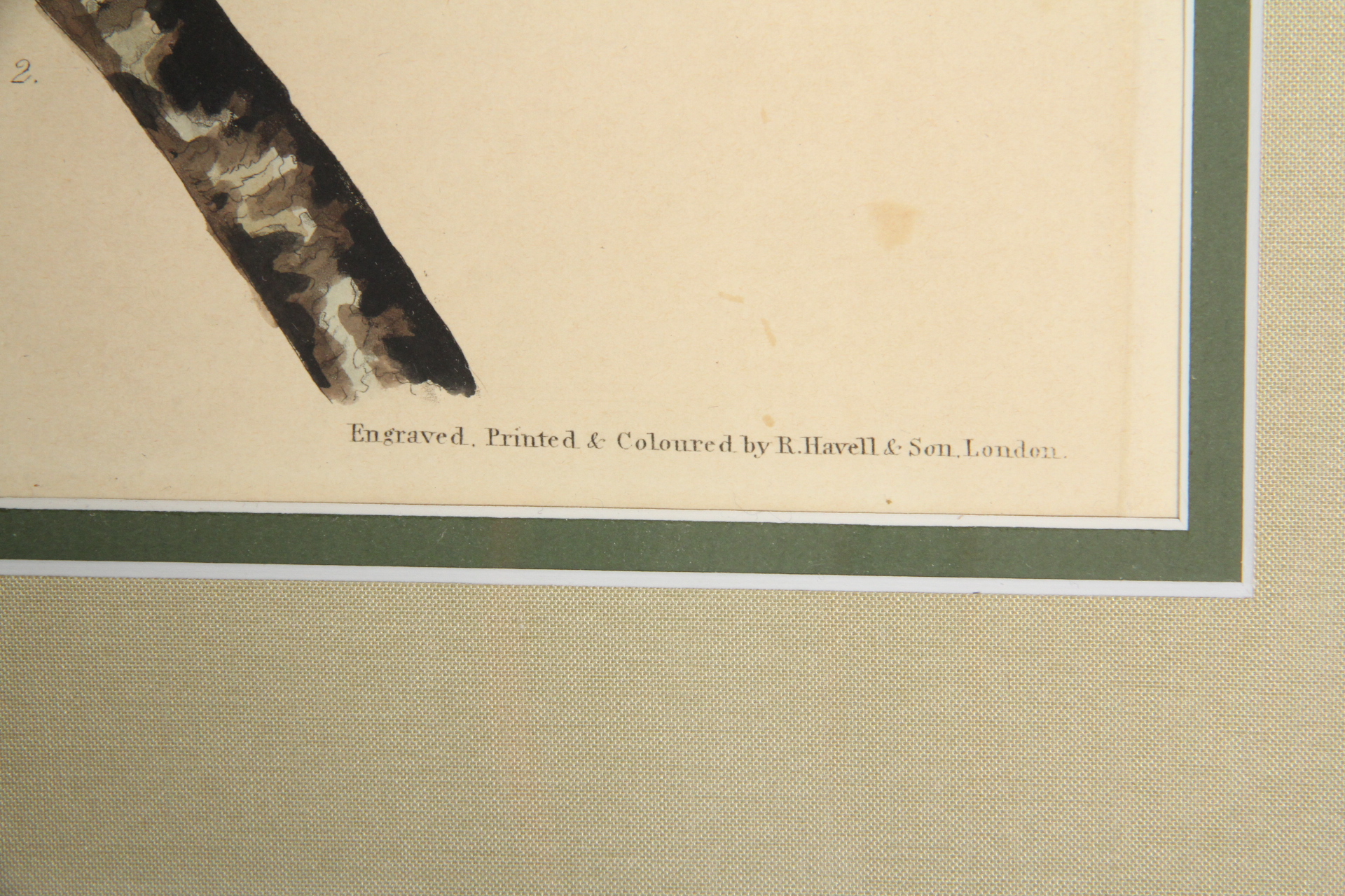 Hand Colored Engraving After John J. Audobon