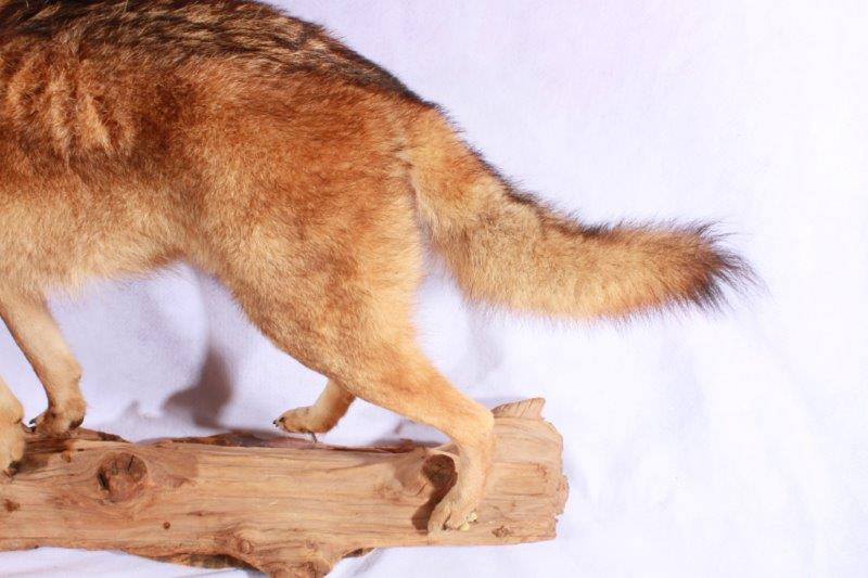 Taxidermy Coyote