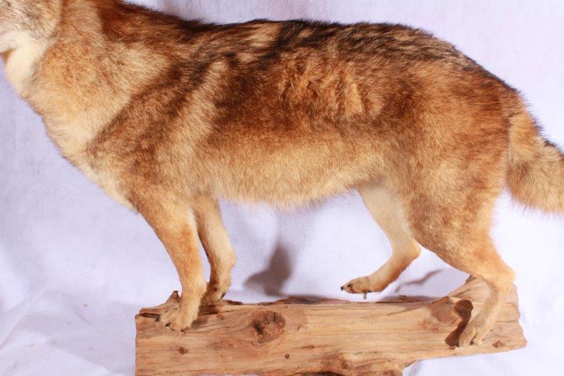 Taxidermy Coyote
