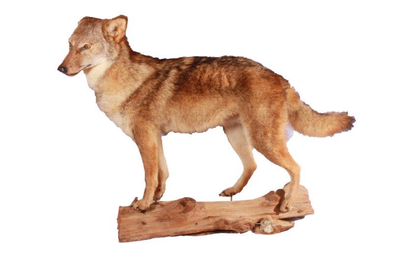 Taxidermy Coyote