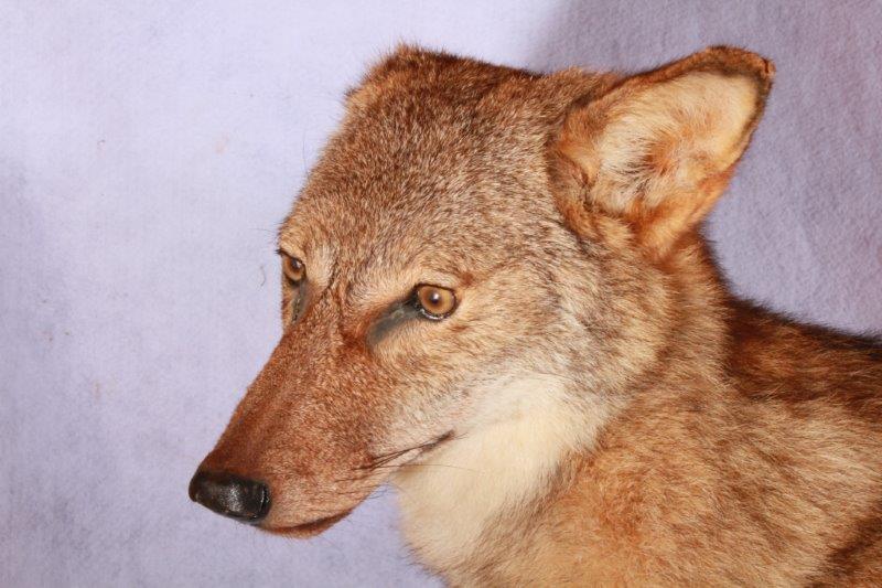 Taxidermy Coyote