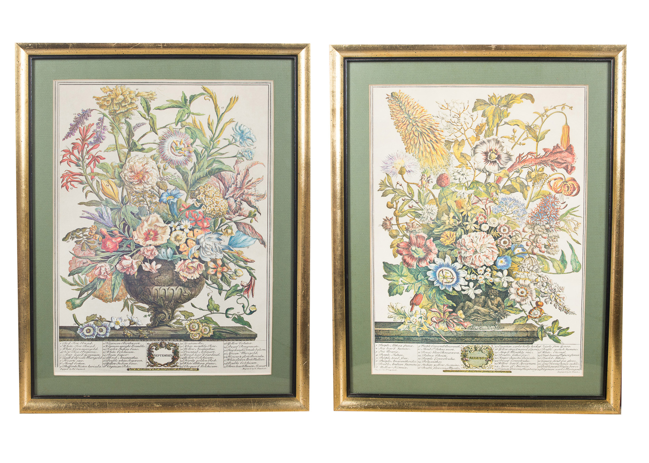 Pair of Botanical Offset Lithographs