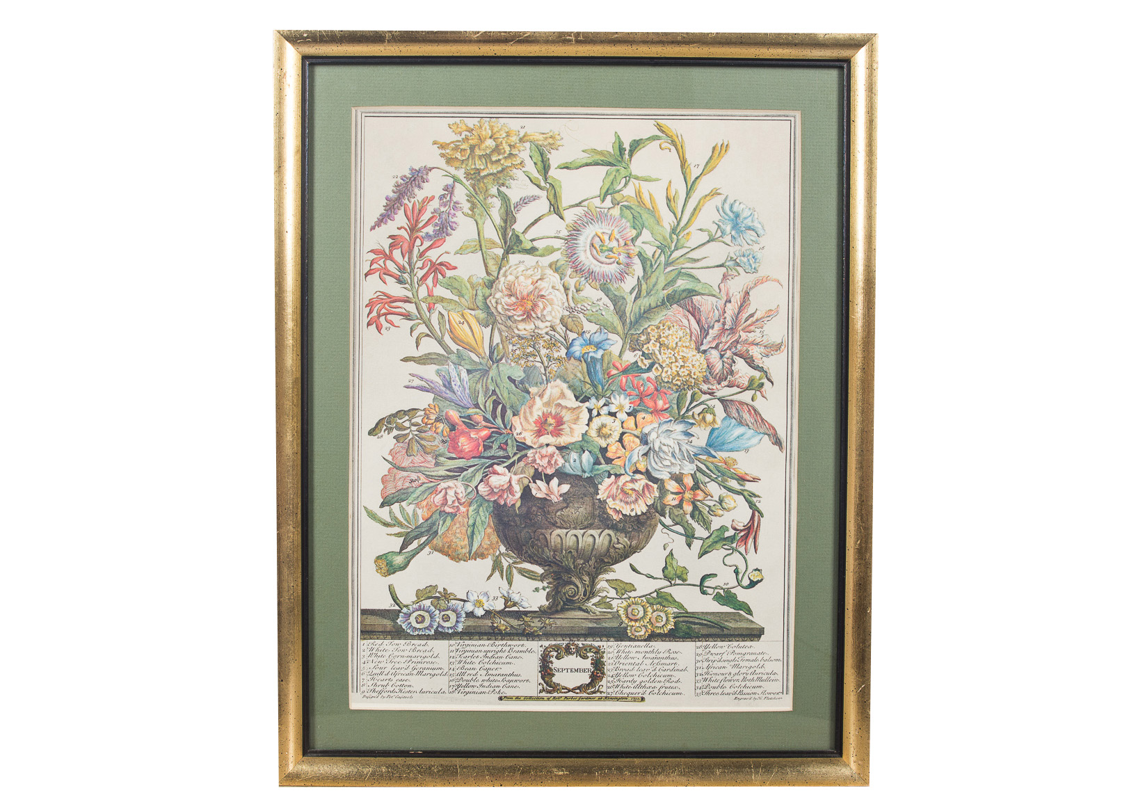 Pair of Botanical Offset Lithographs
