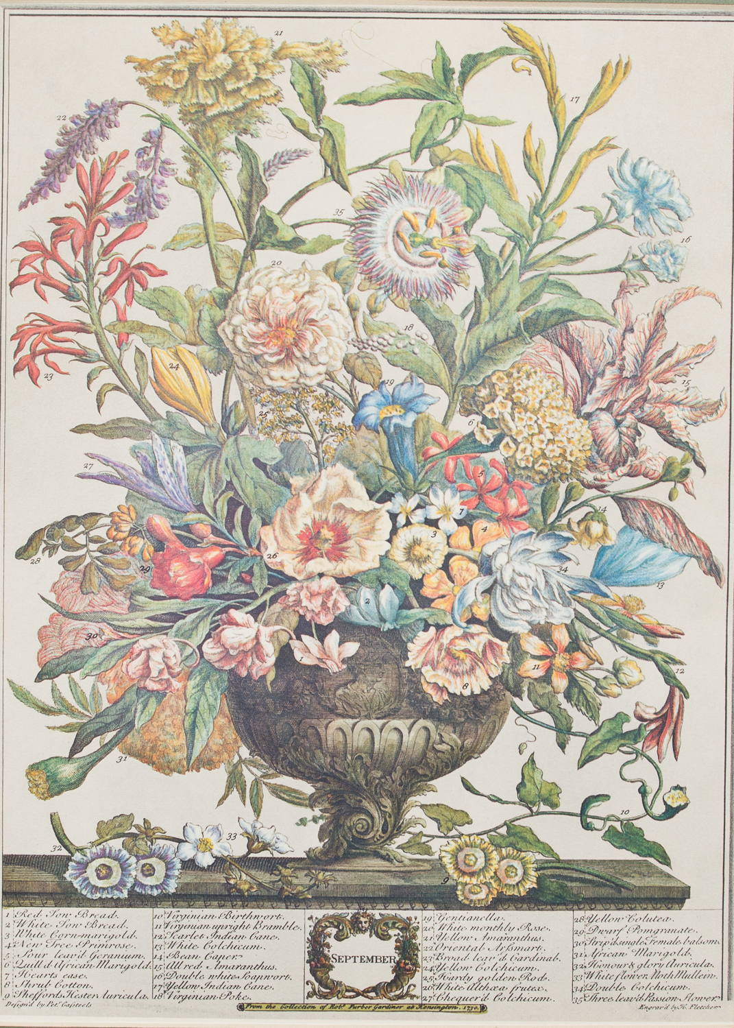 Pair of Botanical Offset Lithographs