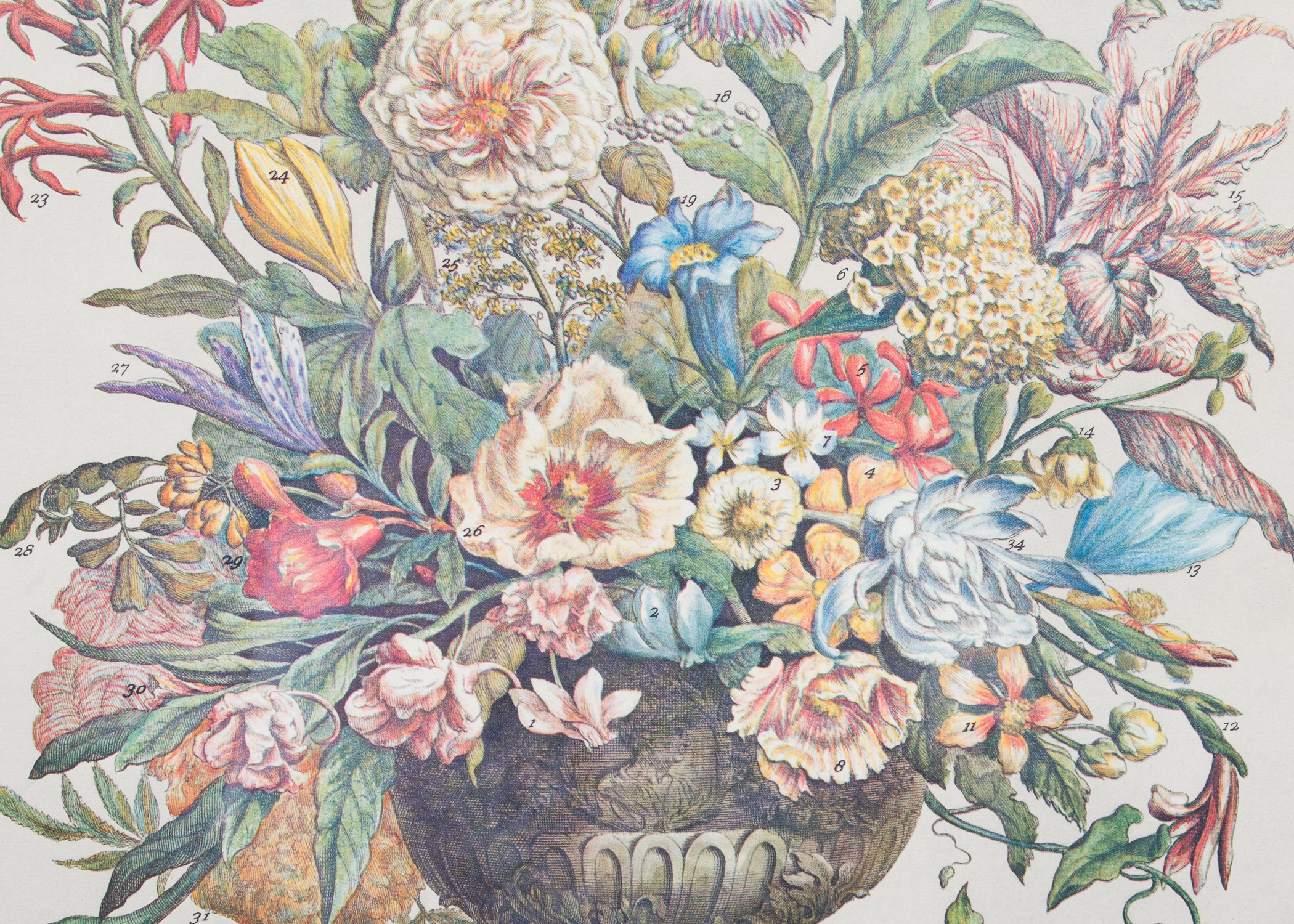 Pair of Botanical Offset Lithographs