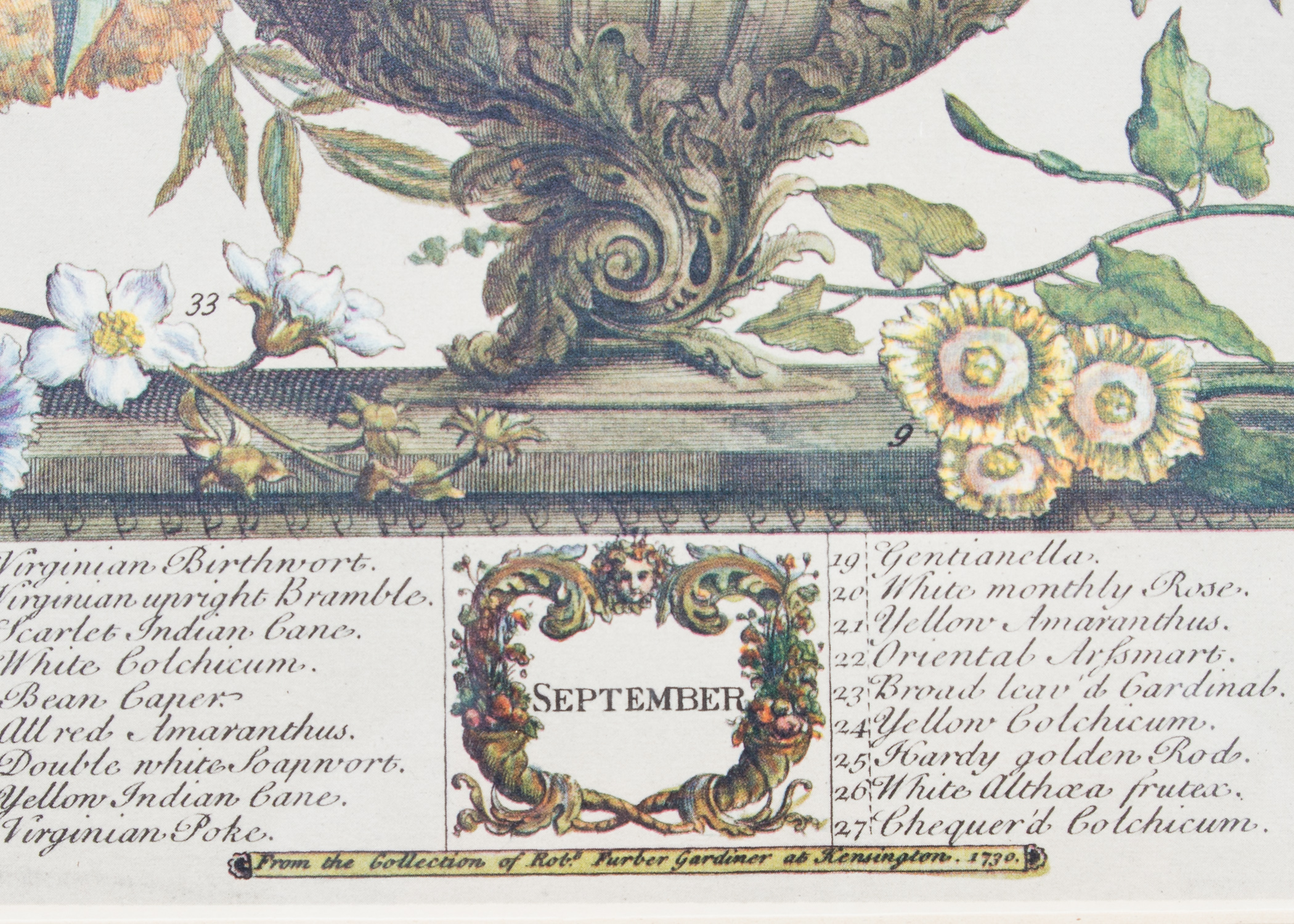 Pair of Botanical Offset Lithographs