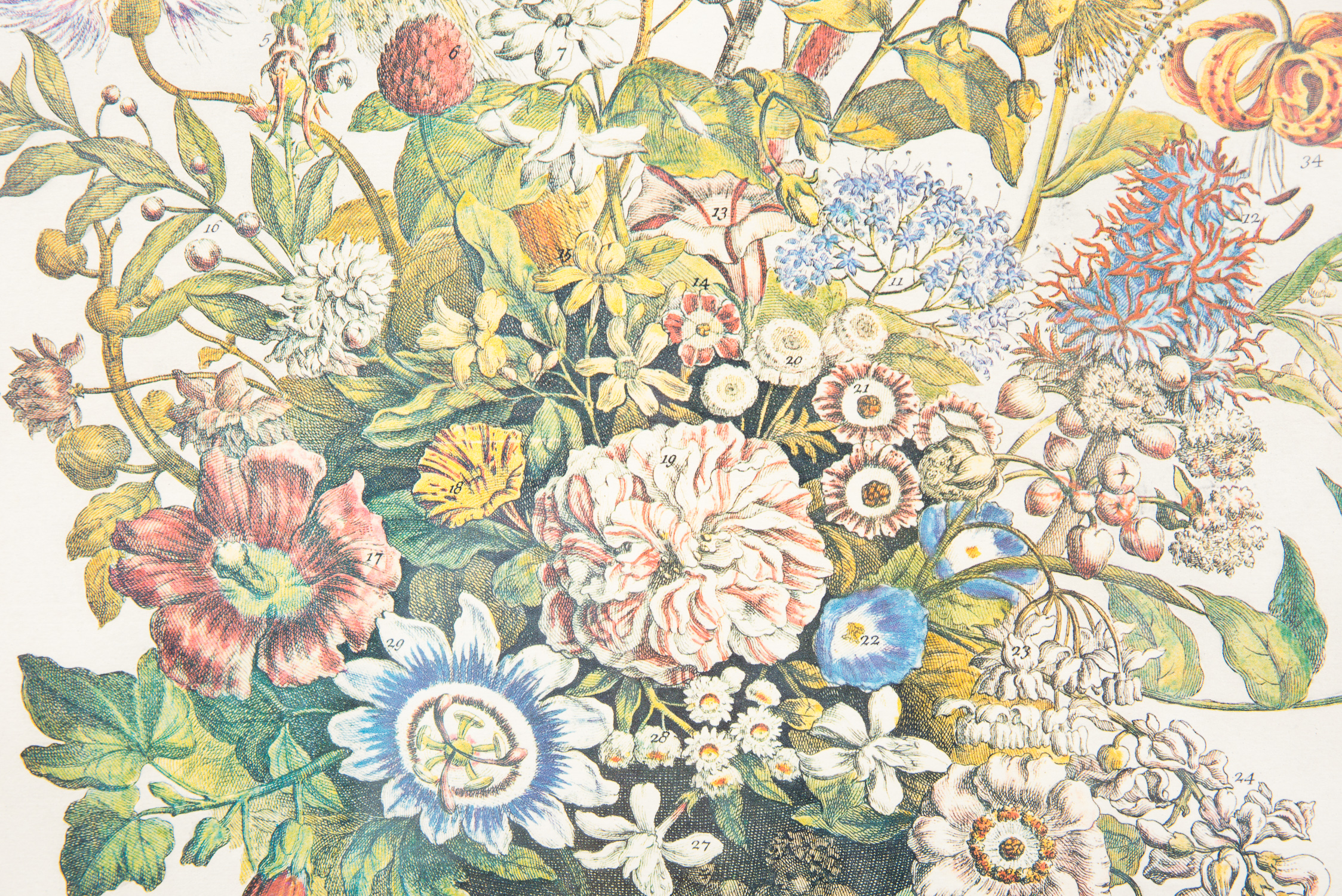 Pair of Botanical Offset Lithographs