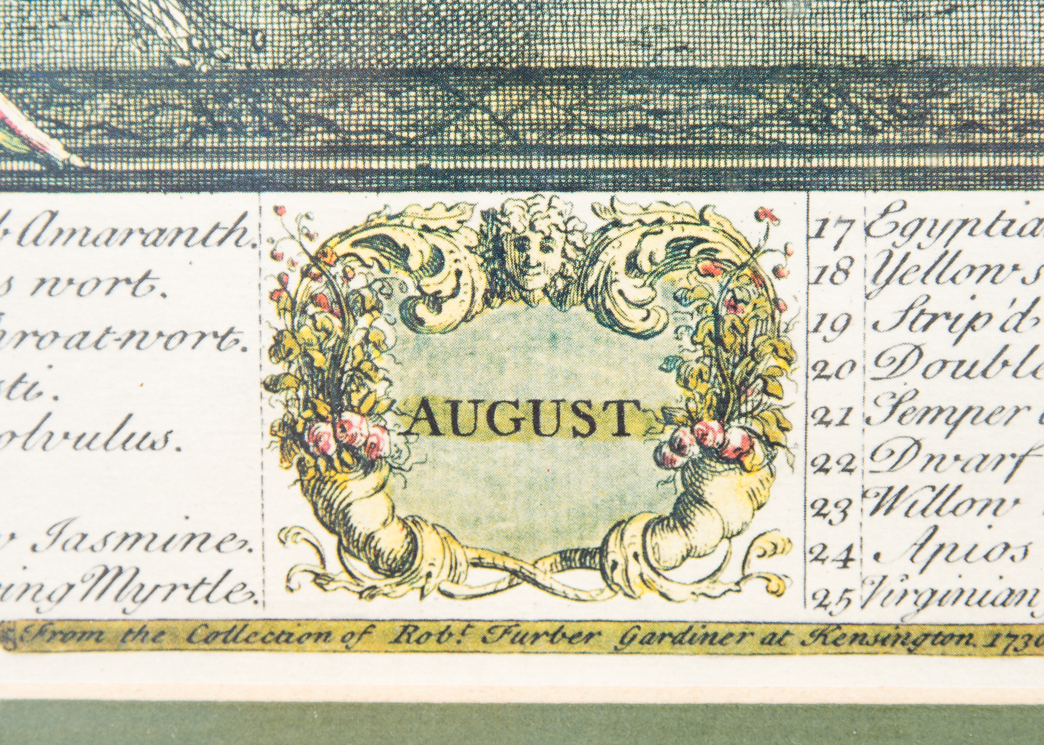 Pair of Botanical Offset Lithographs