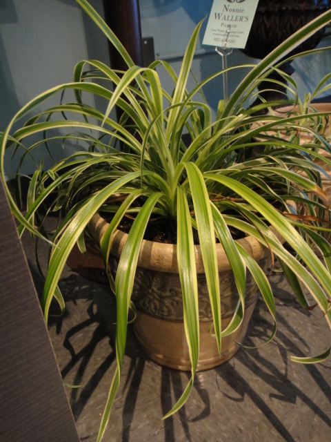 Bird Bath, Pots and Live Flowers