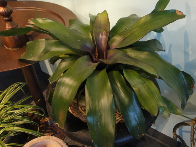 Bird Bath, Pots and Live Flowers