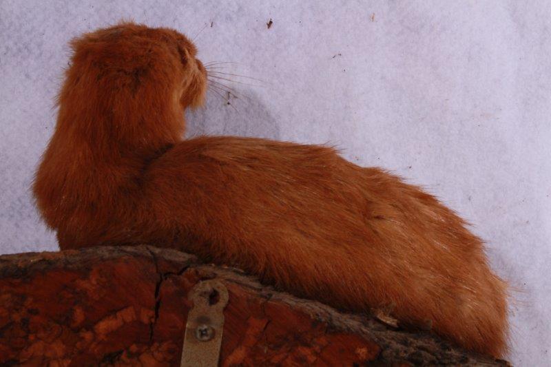 Taxidermy Ferret