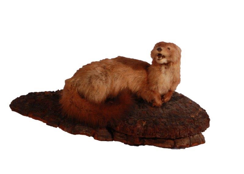 Taxidermy Ferret