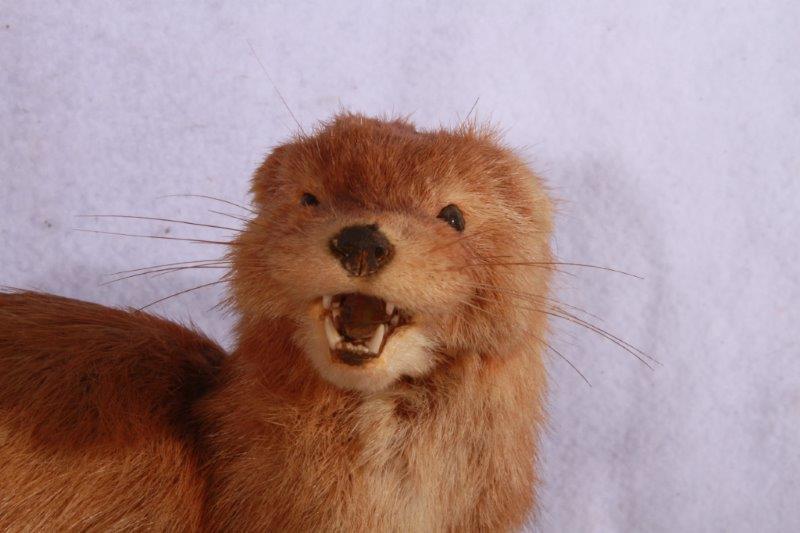 Taxidermy Ferret