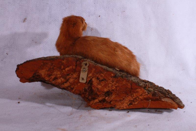 Taxidermy Ferret