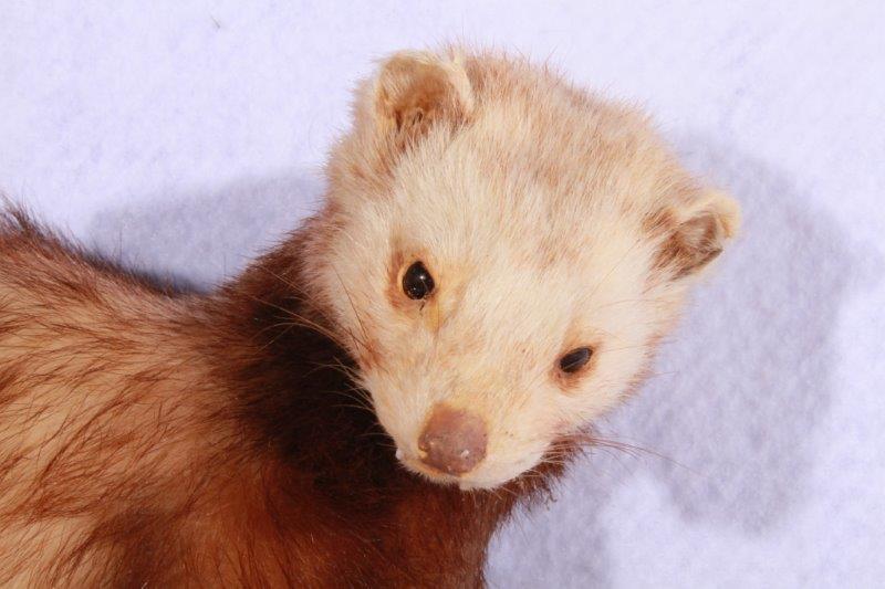 Taxidermy Ferret