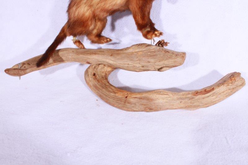 Taxidermy Ferret