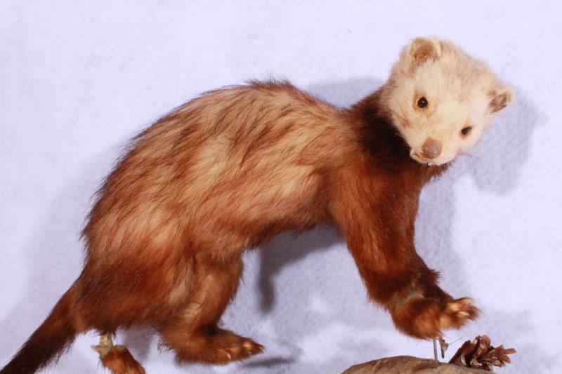 Taxidermy Ferret