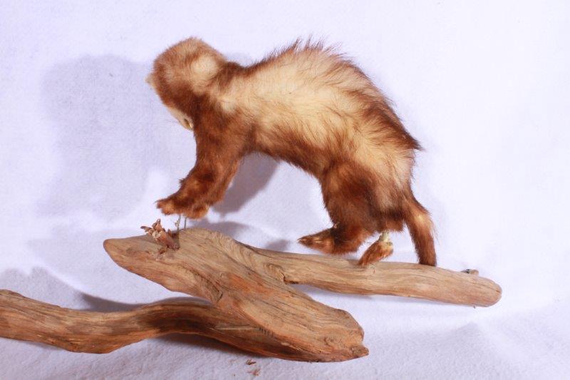 Taxidermy Ferret